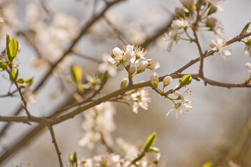 Kirschblüte