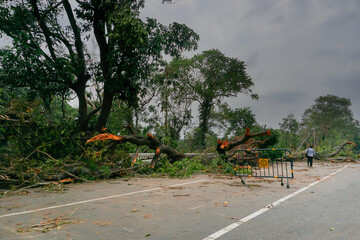 Super cyclone Amphan uprooted tree which fell and blocked road partially. The devastation has made...
