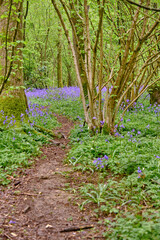 A carpet of wild Bluebell flowers in Abbots Wood forest, East Sussex. Hyacinthoides non-scripta. Purple and pink flowers under forest tree canopies at dawn. Selective focus. 