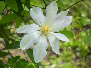 Blooming white clematis close up