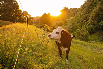 Cow in Otorohanga, New Zealand at Sunset
