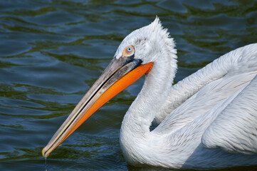curly pelican
