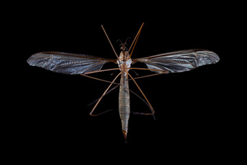 Crane fly in black background