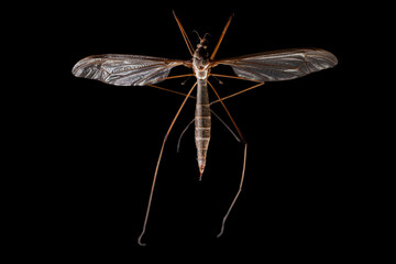 Crane fly in black background