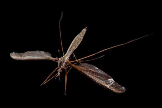 Crane fly in black background