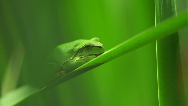Male of European tree frog (hyla arborea) sitting on a cattail leaf waiting for females during breeding season. Wildlife macro footage