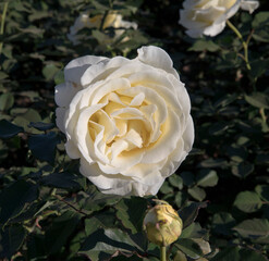 Floral. Bouquet rose. Closeup view of beautiful Rosa Elina big flower of light yellow and white petals spring blooming in the garden.