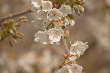 Kirschblüte