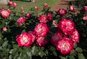 Beautiful roses spring blooming in the park. Closeup view of Rosa Jubile du prince de Monaco, flowers of fuchsia and white petals blossom in the garden.