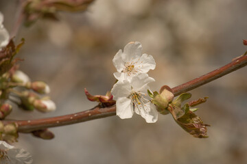 Kirschblüte