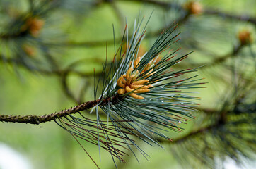Yellow pine cones from coniferous tree at spring time