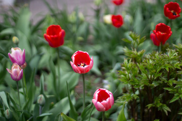 Red flower. Flowers in the garden.