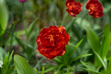 Red flower. Flowers in the garden.