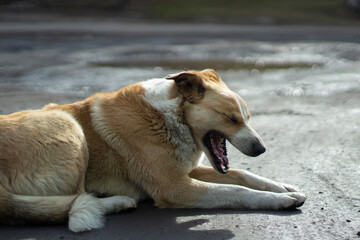 A stray dog lies on the street. An abandoned animal is waiting for its owner.