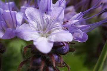 Macro closeup of isolated bee frindly purple blossoms (phacelia tanacetifolia) in wild flower meadow