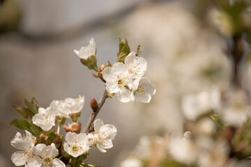 Kirschblüte