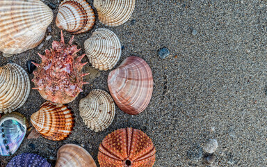 collection of coloful sea urchins and various shells on wet sand beach background, space for your text