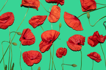 beautiful summer pattern of bright coral red poppies on a light turquoise background