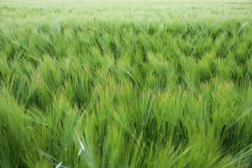 Full frame view on field with young green common wheat (triticum aestivum)