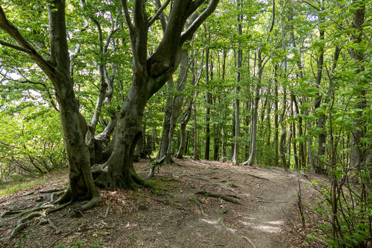 Foresta Deiva - Forte Lodrino (Giovo Ligure), Savona.