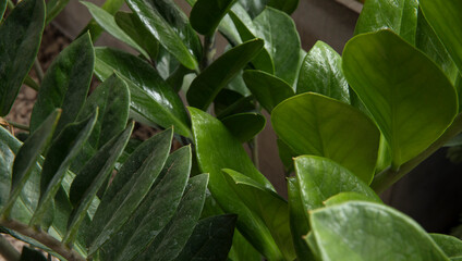 Fototapeta na wymiar Flora. Closeup view of a Zamioculcas zamiifolia, also known as Zanzibar gem, stem and green leaves.