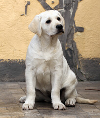Naklejka na ściany i meble nice yellow labrador puppy portrait