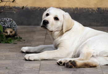 sweet nice yellow labrador puppy portrait