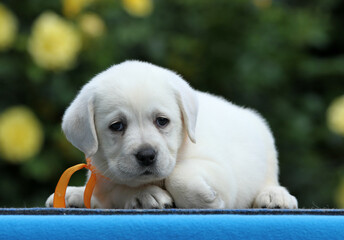 the yellow labrador puppy on the blue