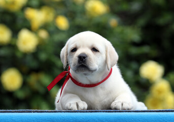 a yellow labrador puppy on the blue