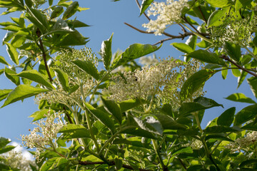 Elderberry (Sambucus nigra) flower and foliage. Plant is also known as elder, European elderberry...