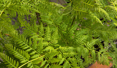 Exotic flora. Natural texture and pattern. Closeup view of Pteris tremula, also known as Australian brake fern, beautiful green fronds and foliage.