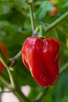 Red fruit of Habanero pepper