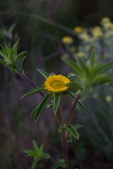 Beautyfull flowers in the nature, Margalef. Red flower. Yellow flower.