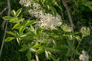 Elderberry (Sambucus nigra) flower and foliage. Plant is also known as elder, European elderberry...