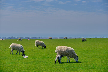Obraz na płótnie Canvas Lambs and sheep in the meadow under blue sky