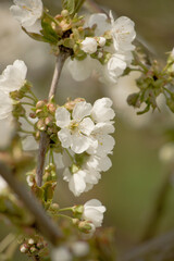 Kirschblüte