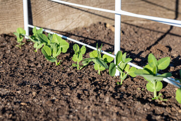 Green peas sprouts growing in boxes.Community vegetable garden in the local park.