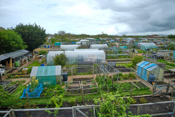 A typical British allotment garden in Eastbourne, East Sussex. A community garden for individuals or groups to grow food or flowers. 