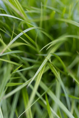 close up of green grass