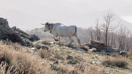 Obraz premium Black cows on the high mountain slopes in Granada Spain.