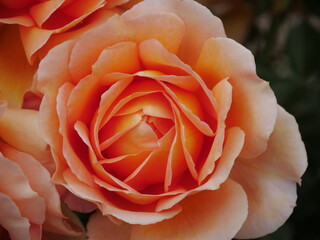 red roses, roses. white, orange, salmon in the park Federico Garcia Lorca