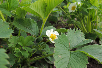 strawberry blossoms in the garden - Powered by Adobe