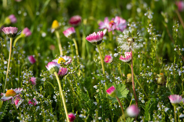 Meadow full of daisies and other meadow flowers