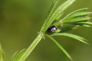 Small black bug Legnotus limbosus. Family Burrower Bugs (Cydnidae). On hitchhikers (Galium aparine) in a Dutch garden. Spring, May, Netherlands.  