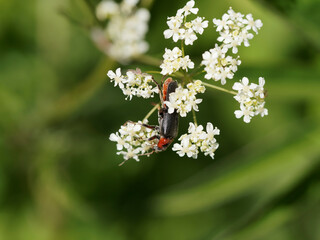 Cantharis rustica ou téléphore moine cherchant du nectar et chassant des petits insectes sur une...