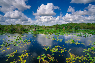 Wetlands of Everglades National Park on a beautiful summer day. Blue sky and soft white clouds reflect on water surface. Green trees and bushes.