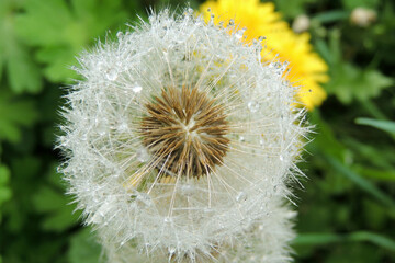 dandelions close-up