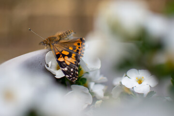 Painted Lady Butterfly