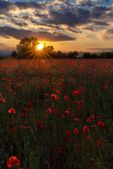 Gli ultimi raggi di sole di un fantastico Tramonto © Pasquale D'Anna