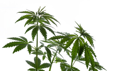 Brightly lit several cannabis plants isolated on a white background.